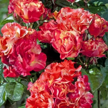 Pedir rosales - rosales grandifloras floribundas - naranja amarillo - rosa de fragancia discreta - flor de lilo - Prime Time - (100-120 cm)
