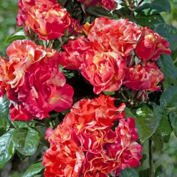 Narancssárga - sárga csíkos - as - diszkrét illatú rózsa - orgona aromájú