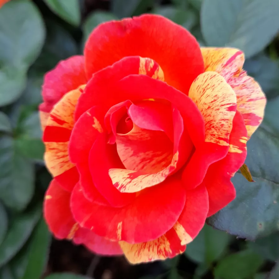 Vrtnica grandiflora - floribunda za cvetlično gredo - Roza - Prime Time - vrtnice online