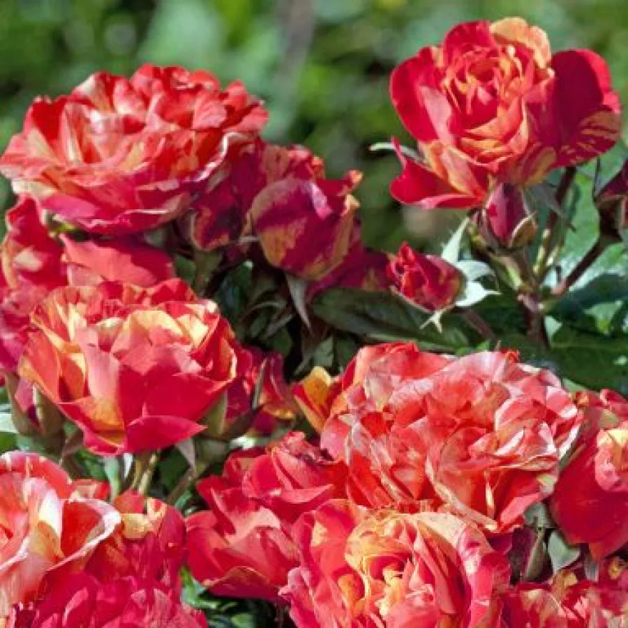 šaličast - Ruža - Prime Time - sadnice ruža - proizvodnja i prodaja sadnica