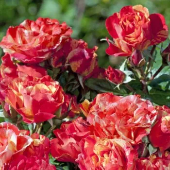 Rosa Prime Time - naranja amarillo - rosales grandifloras floribundas