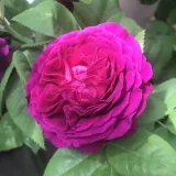 Lila - virágágyi floribunda rózsa - Online rózsa vásárlás - Rosa Purple Lodge - intenzív illatú rózsa - alma aromájú