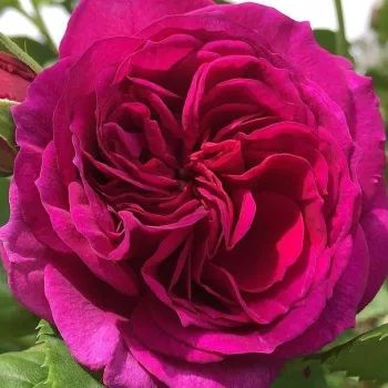 Rózsa rendelés online - lila - virágágyi floribunda rózsa - Purple Lodge - intenzív illatú rózsa - alma aromájú - (80-100 cm)