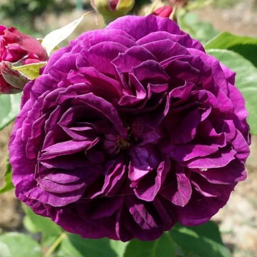 Virágágyi floribunda rózsa - Rózsa - Purple Lodge - Online rózsa rendelés