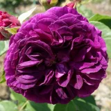 Virágágyi floribunda rózsa - lila - intenzív illatú rózsa - alma aromájú - Rosa Purple Lodge - Online rózsa rendelés