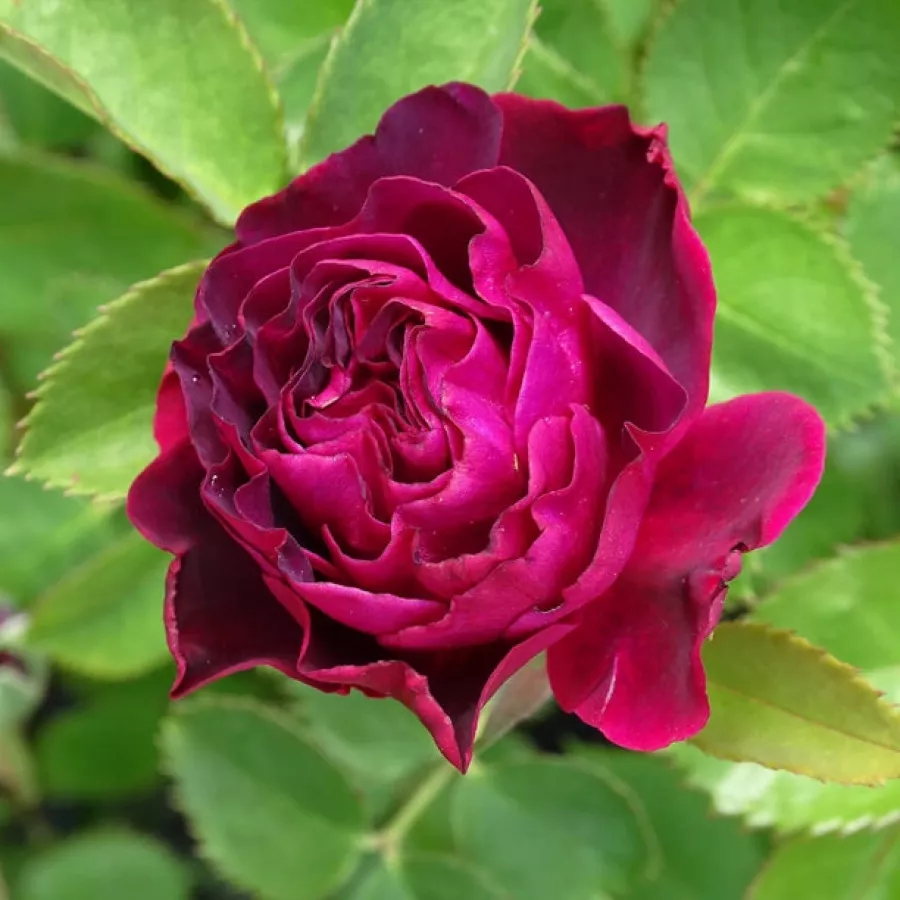 Morado - Rosa - Purple Lodge - Comprar rosales online