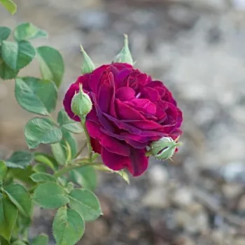Rosa Purple Lodge - lila - virágágyi floribunda rózsa