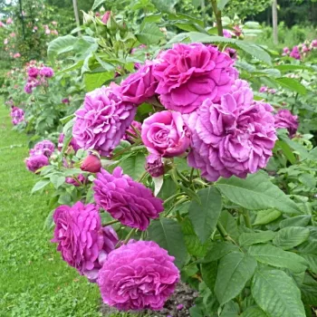 Morado - rosales floribundas - rosa de fragancia intensa - manzana