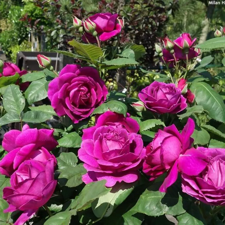 Ruža floribunda za gredice - Ruža - Purple Lodge - sadnice ruža - proizvodnja i prodaja sadnica