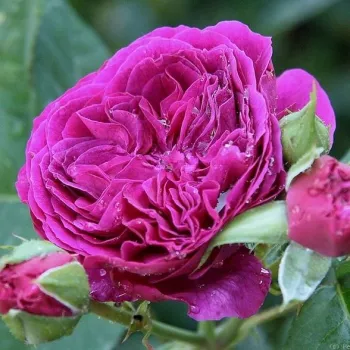 Rosa Purple Lodge - violets - dārza floribundroze