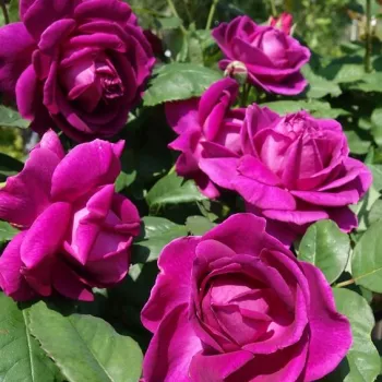 Lila - virágágyi floribunda rózsa - intenzív illatú rózsa - alma aromájú