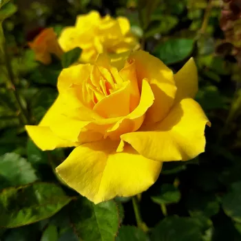 FELINA – sárga virágágyi floribunda rózsa - pharmaROSA®