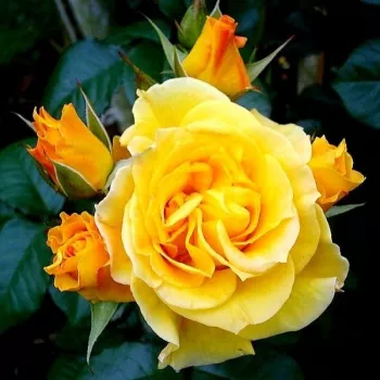 Ragyogó aranysárga szirmok, helyenként krémfehér árnyalatokkal. - virágágyi floribunda rózsa - erős, hosszan tartó illatú rózsa - édes, gyümölcsös aromájú