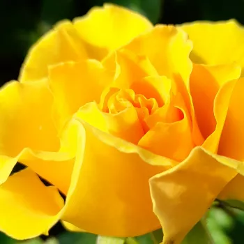Rózsa rendelés online - sárga - erős, hosszan tartó illatú rózsa - Felina - virágágyi floribunda rózsa - (25-40 cm)