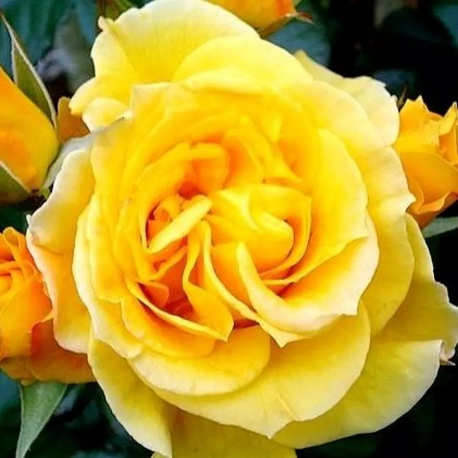Rumena - Roza - Rosene - vrtnice - proizvodnja in spletna prodaja sadik