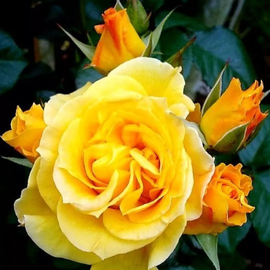 Filiżankowy - Róża - Rosene - sadzonki róż sklep internetowy - online