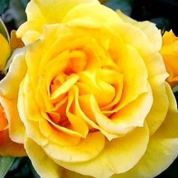 Ruže - online - koupit - žltá - záhonová ruža - grandiflora - floribunda - bez vône - Rosene - (120-150 cm)