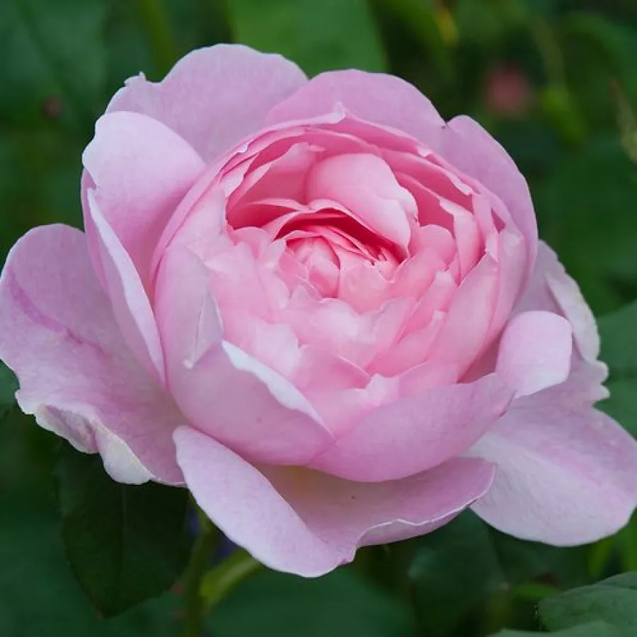 Róża o intensywnym zapachu - Róża - Ausland - sadzonki róż sklep internetowy - online