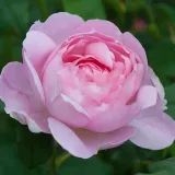 Róża angielska - róża o intensywnym zapachu - owocowy zapach - sadzonki róż sklep internetowy - online - Rosa Ausland - różowy