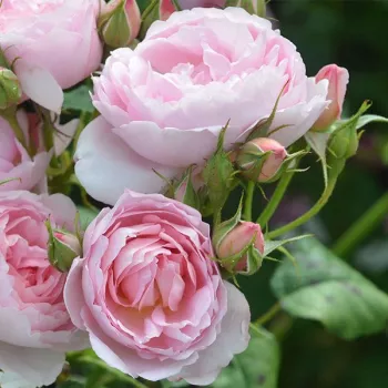 Rosa Ausland - ružičasta - engleska ruža