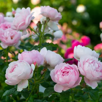 Rosa claro - rosales ingleses - rosa de fragancia intensa - frutal
