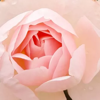 Nakup vrtnic na spletu - angleška vrtnica - intenziven vonj vrtnice - aroma sadja - Ausland - roza - (80-130 cm)