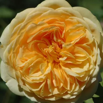 Rózsák webáruháza. - sárga - climber, futó rózsa - Ausbaker - intenzív illatú rózsa - citrom aromájú - (100-350 cm)