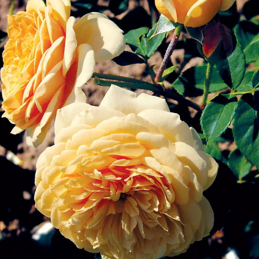 Sárga - Rózsa - Ausbaker - Online rózsa rendelés