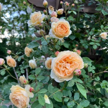 Rosa Ausbaker - amarillo - rosales trepadores