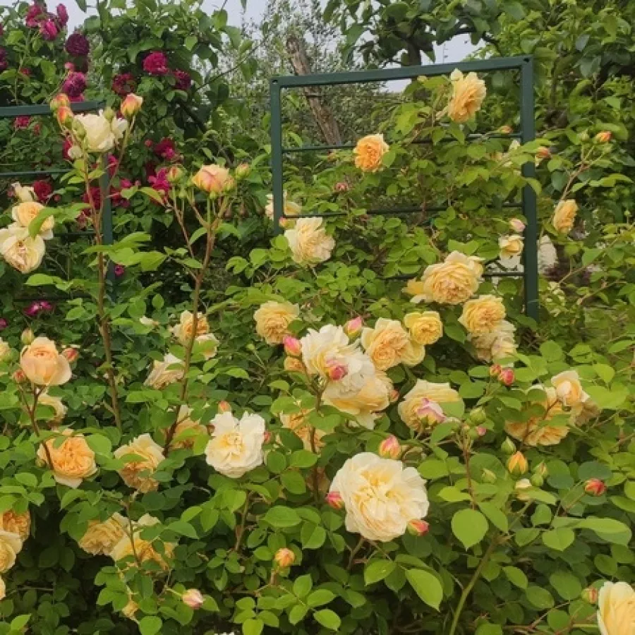 AUSbaker - Rózsa - Ausbaker - Online rózsa rendelés