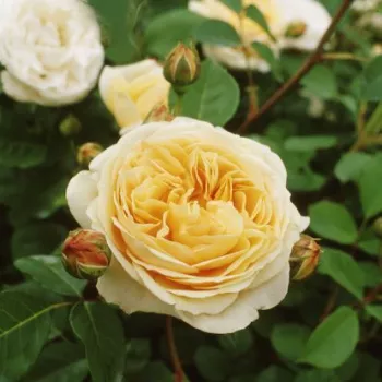 Rosa Ausbaker - amarillo - as