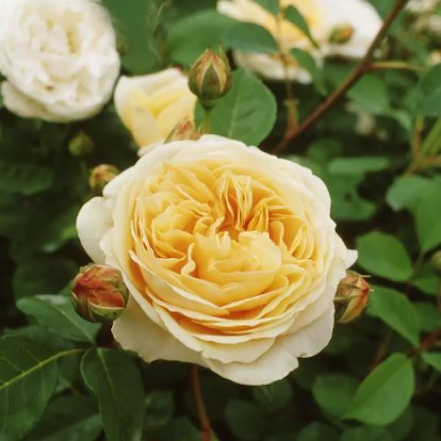 Intenziven vonj vrtnice - Roza - Ausbaker - vrtnice - proizvodnja in spletna prodaja sadik