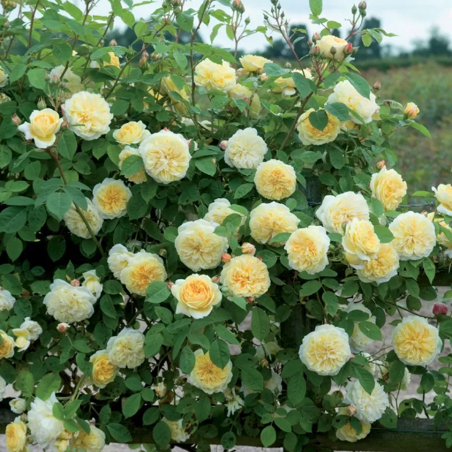 Tömvetelt virágú - Rózsa - Ausbaker - online rózsa vásárlás