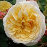Rosales trepadores - amarillo - Rosa Ausbaker - rosa de fragancia intensa - limón