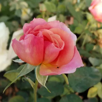 WOMEN'S CHOICE – barack - narancs virágágyi floribunda rózsa - Martin Vissers