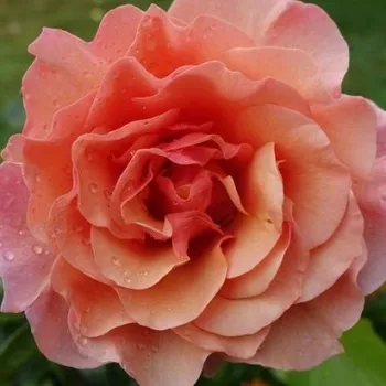 Rózsa rendelés online - barack -narancs - enyhe, visszafogott illatú rózsa - Women's Choice - virágágyi floribunda rózsa - (75-105 cm)