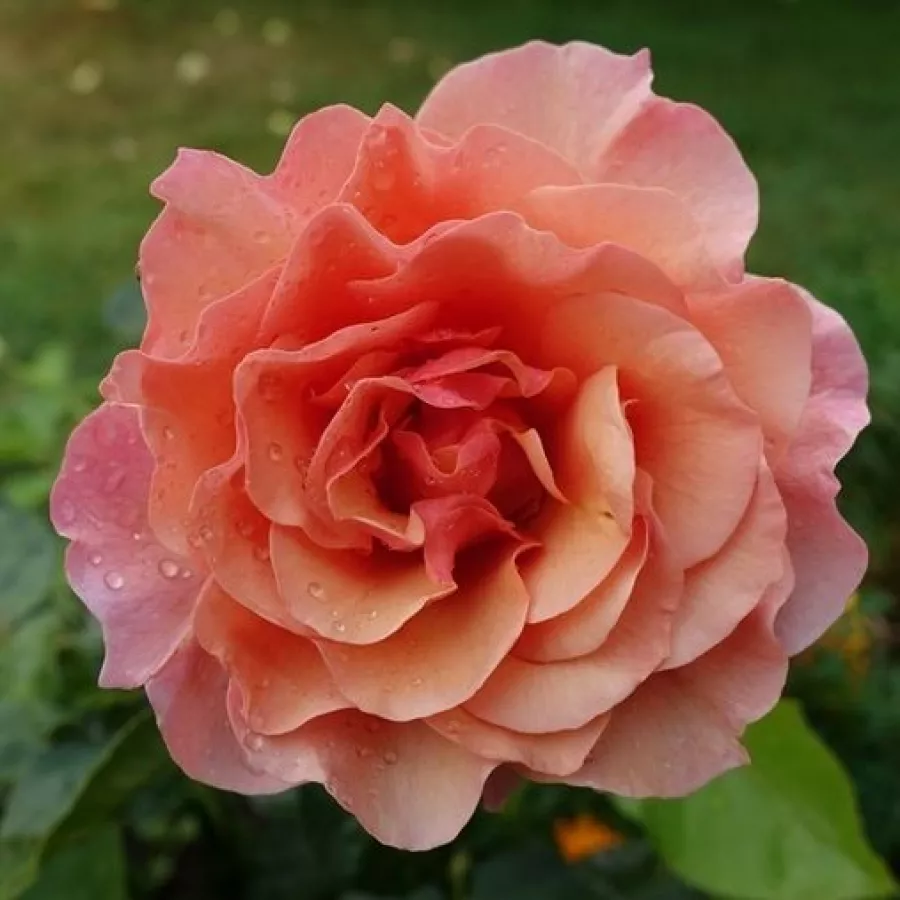 Oranžna - Roza - Women's Choice - vrtnice - proizvodnja in spletna prodaja sadik