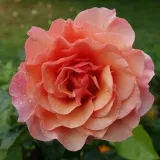 Róża rabatowa floribunda - róża o dyskretnym zapachu - kwaśny zapach - sadzonki róż sklep internetowy - online - Rosa Women's Choice - pomarańczowy