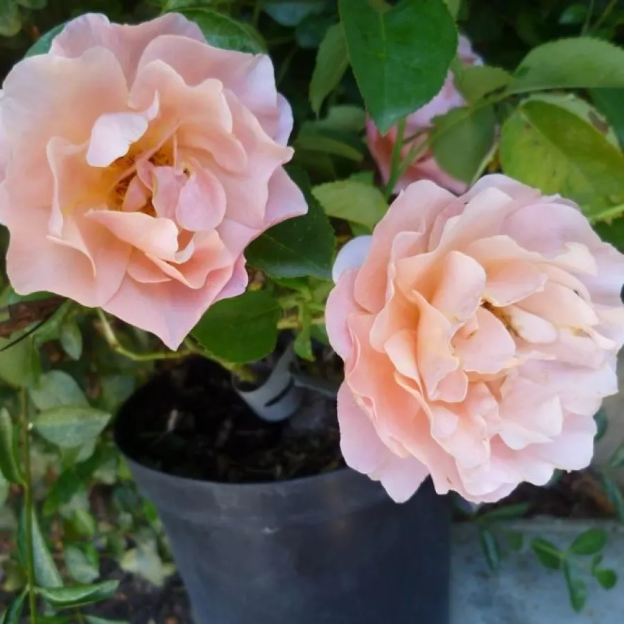 Vrtnica floribunda za cvetlično gredo - Roza - Women's Choice - vrtnice online