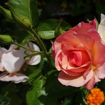 Rosa Women's Choice - oranžna - vrtnica floribunda za cvetlično gredo