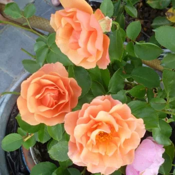 Oranžna - vrtnica floribunda za cvetlično gredo - diskreten vonj vrtnice - kisle arome