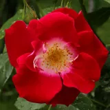 Vörös - virágágyi floribunda rózsa - Online rózsa vásárlás - Rosa Winky Girl - diszkrét illatú rózsa - --