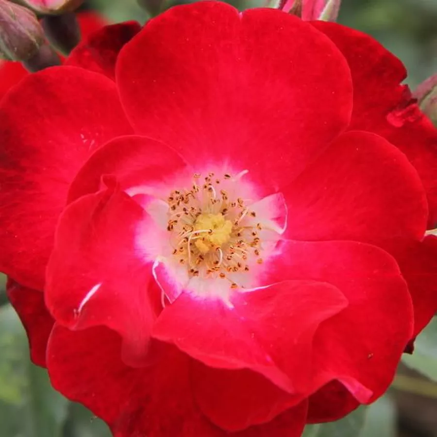 Floribunda - Rosa - Winky Girl - Comprar rosales online