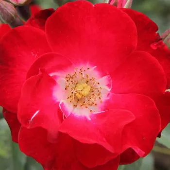 Online rózsa vásárlás - virágágyi floribunda rózsa - vörös - diszkrét illatú rózsa - -- - Winky Girl - (80-100 cm)