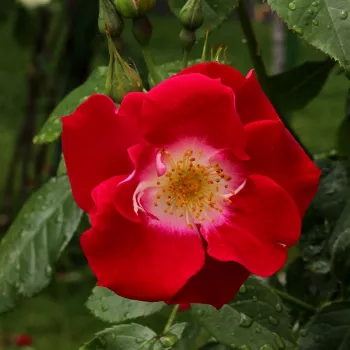 Rojo - rosales floribundas - rosa de fragancia discreta - -