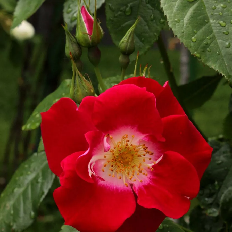 Vrtnica floribunda za cvetlično gredo - Roza - Winky Girl - vrtnice online