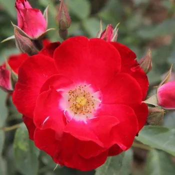 Rosa Winky Girl - vörös - virágágyi floribunda rózsa