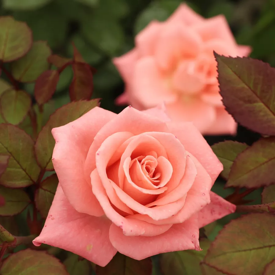Rózsaszín - Rózsa - Bettina™ 78 - Online rózsa rendelés