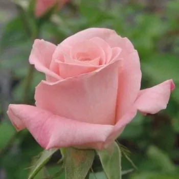 Rosa Bettina™ 78 - roz - trandafiri pomisor - Trandafir copac cu trunchi înalt – cu flori teahibrid