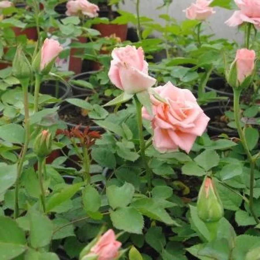 120-150 cm - Rosa - Bettina™ 78 - rosal de pie alto